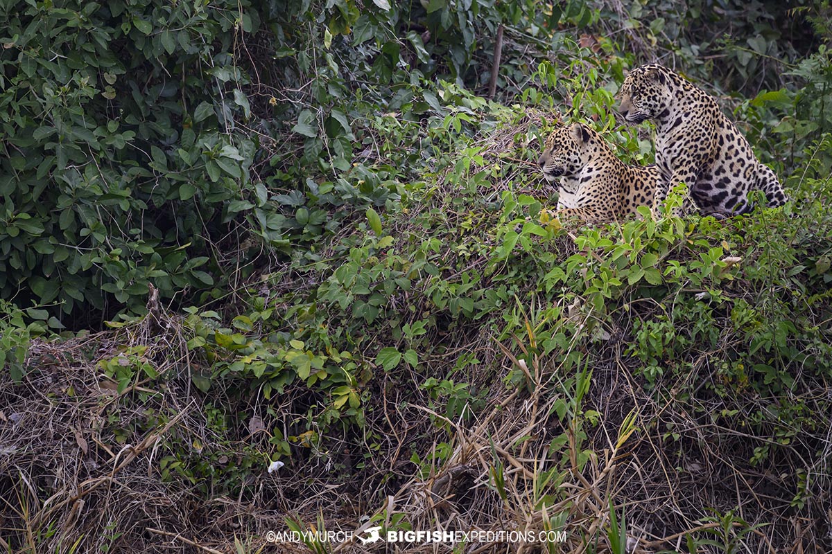 Jaguars surveying their territory in the Brazilian Pantanal.