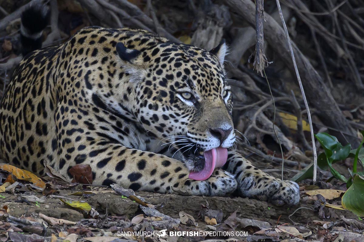 Guaraci - a female jaguar in the Cuiaba River clan in the Pantanal.