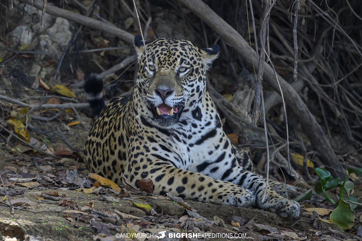 Guaraci - a female jaguar in the Cuiaba River clan in the Pantanal.