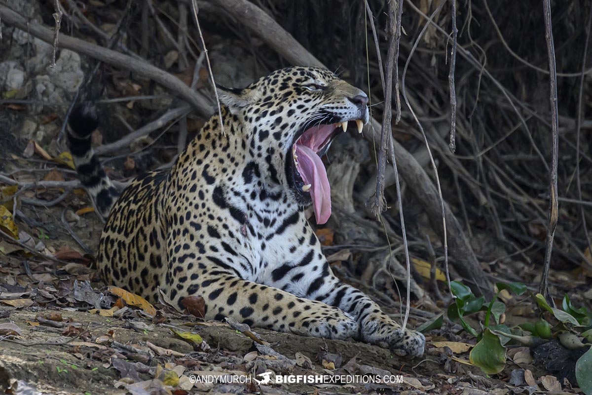 Guaraci - a female jagual in the Cuiaba River clan in the Pantanal.