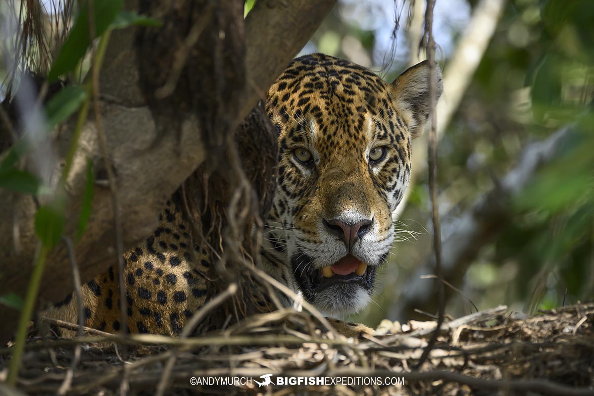 A jaguar in the Pantanal named Rafa.