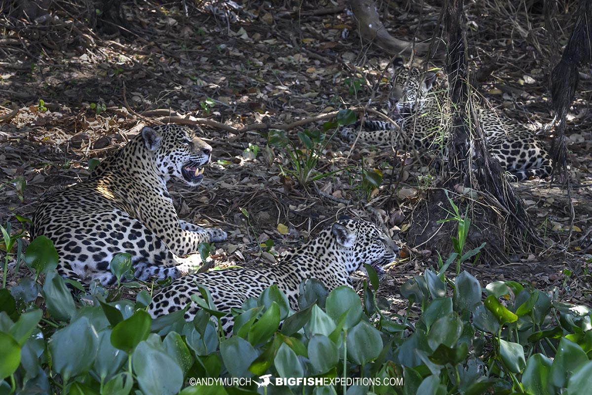 Jaguars in the Pantanal.
