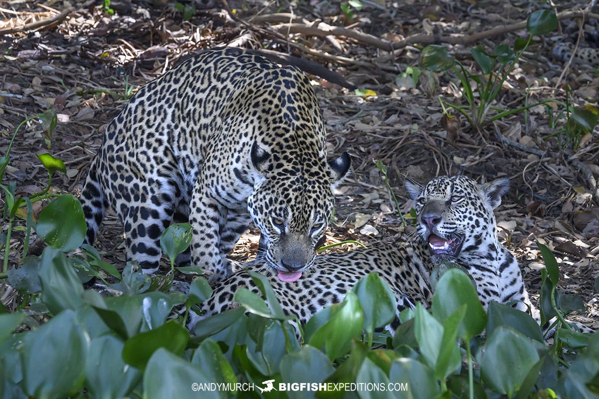 Jaguars in the Pantanal.
