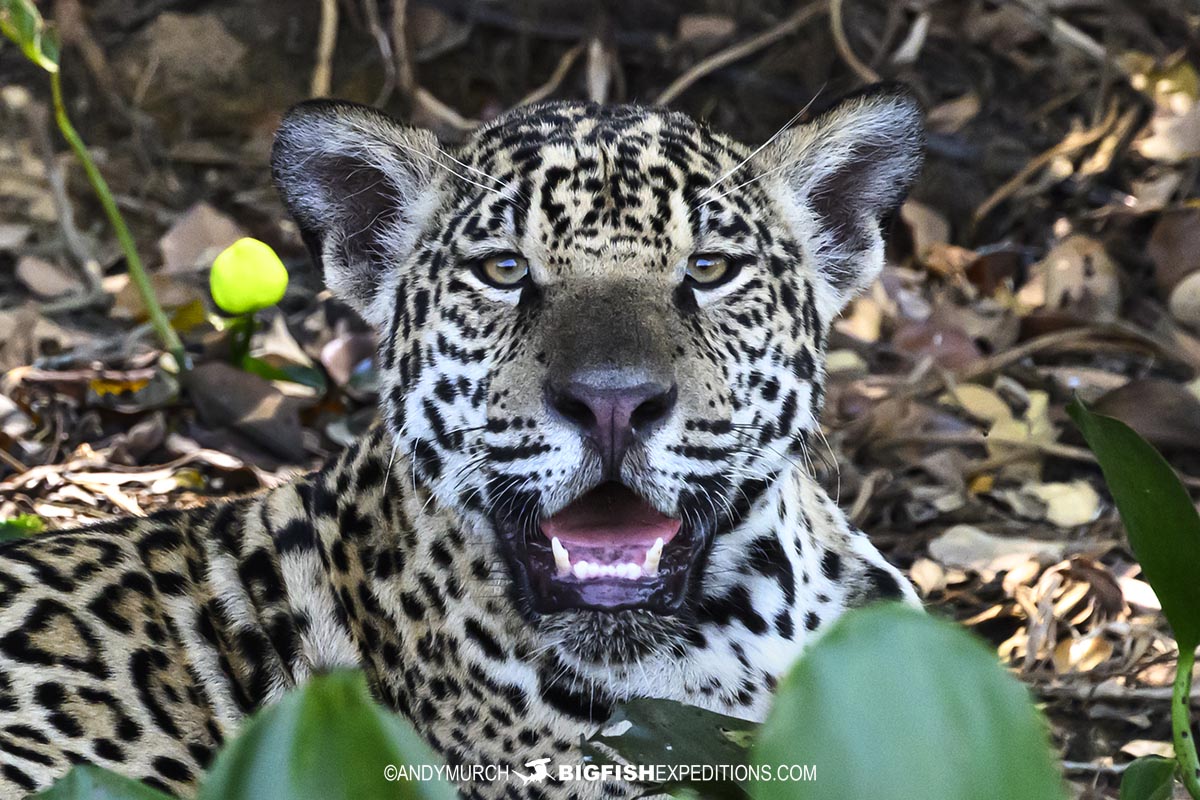 Jaguars in the Pantanal.