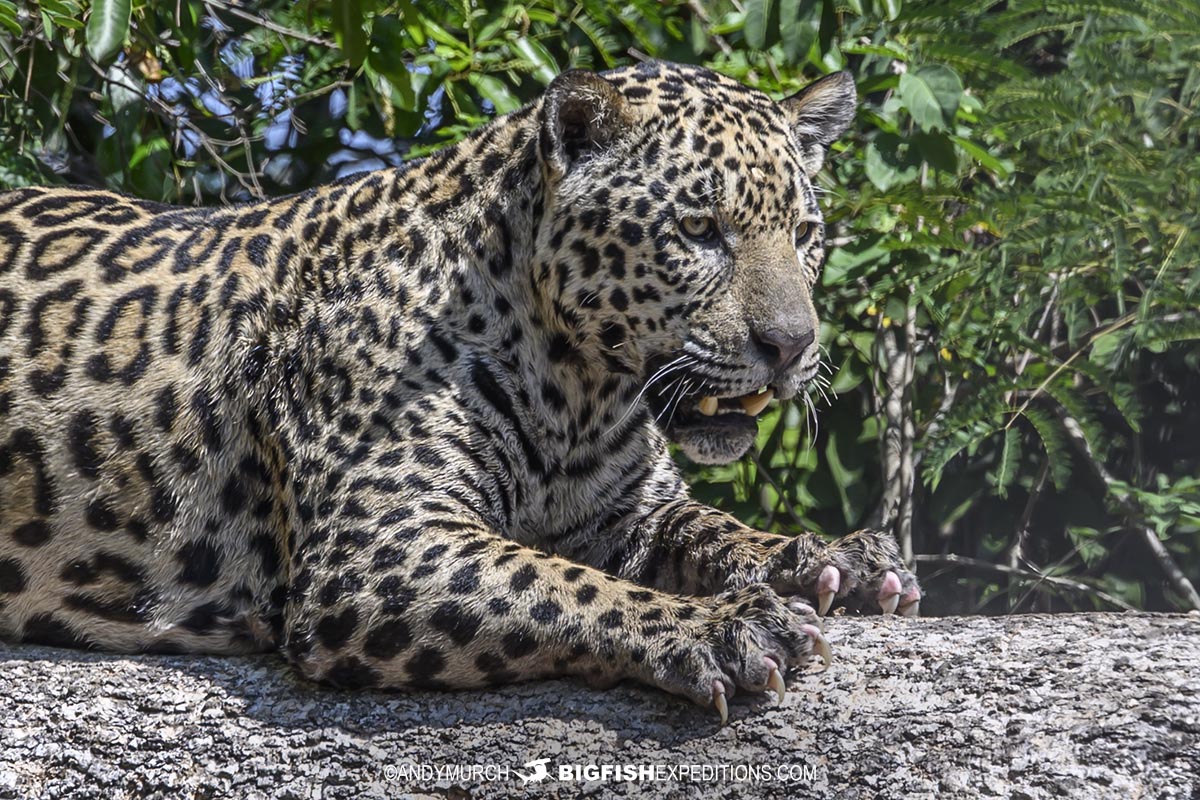 Jaguars in the Pantanal.