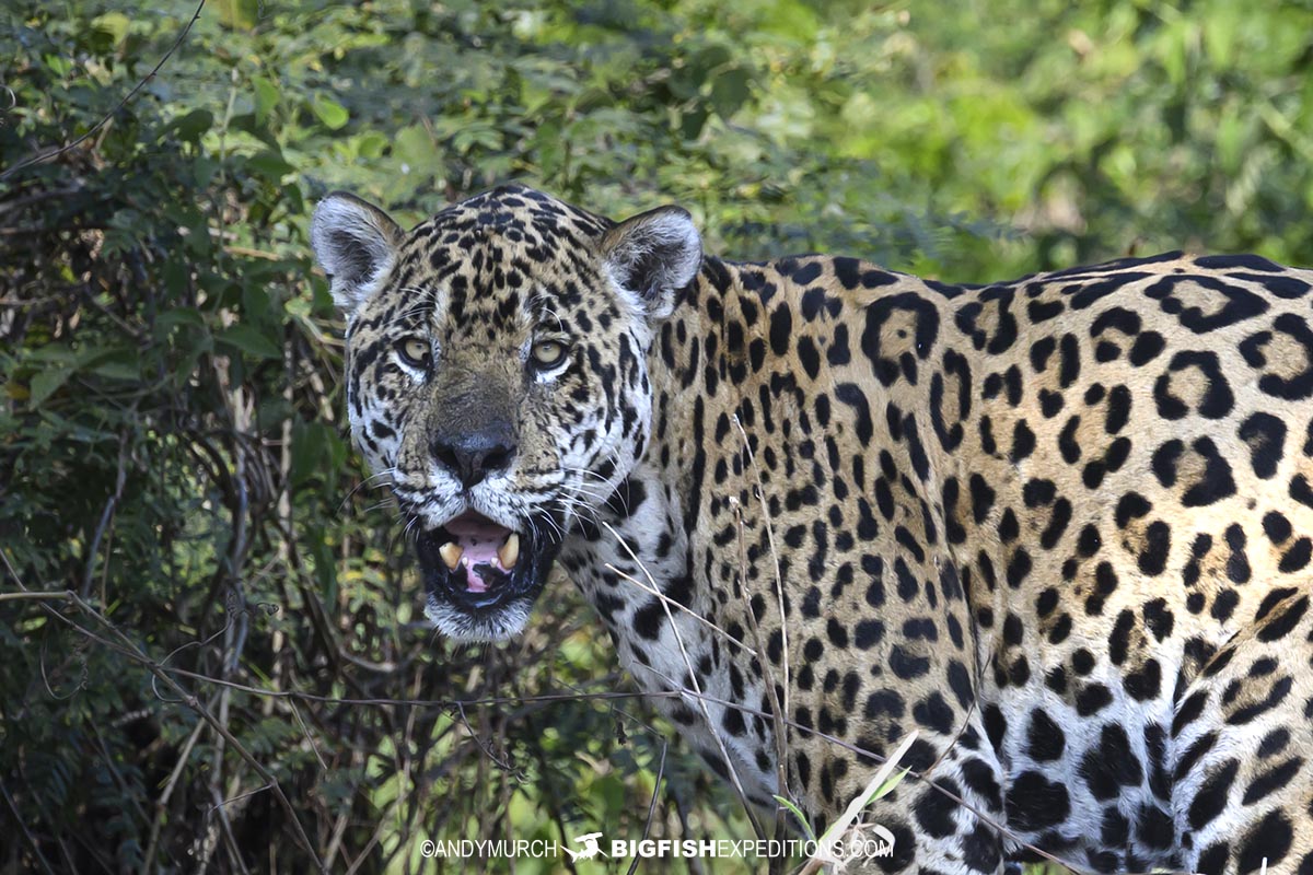 Tomas. A jaguar in the Pantanal