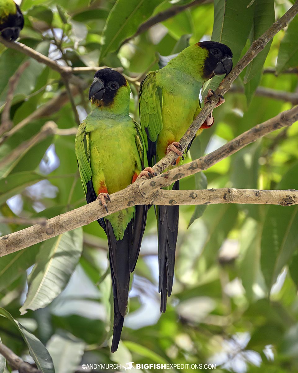 Nanday Parakeets in the Pantanal.