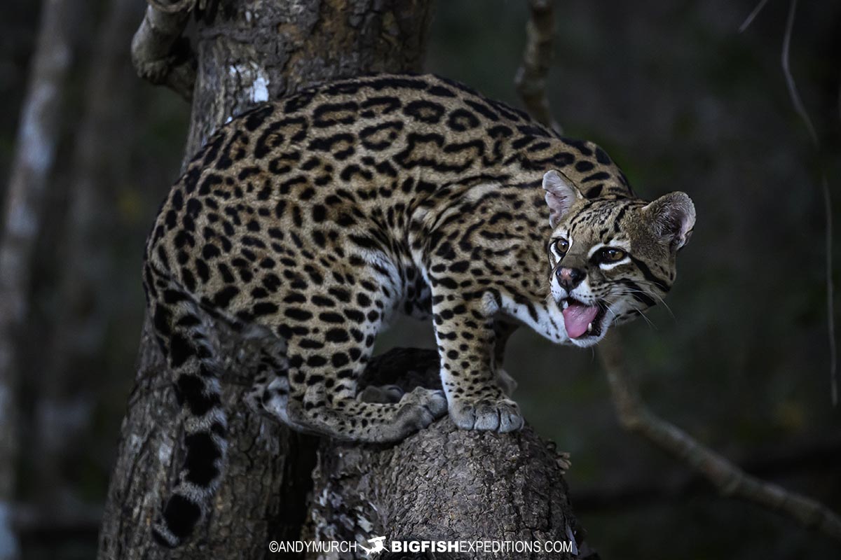 Ocelot photography tour
