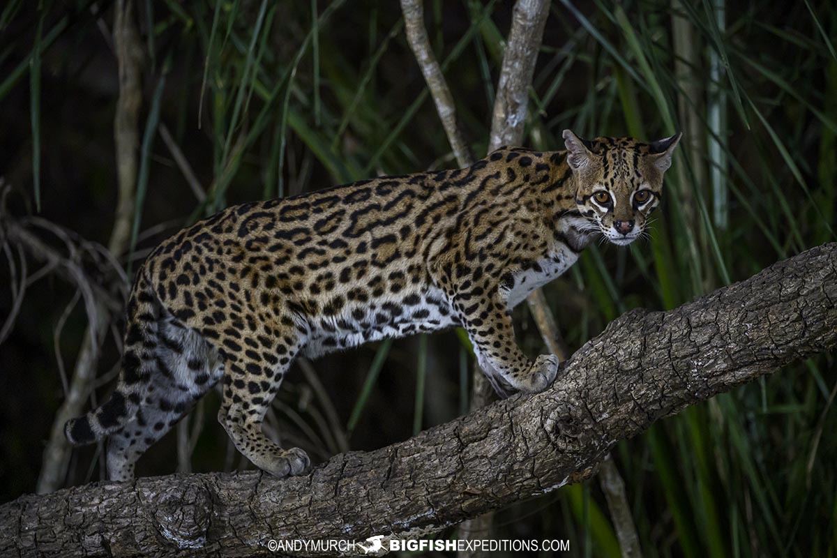 Ocelot photography tour