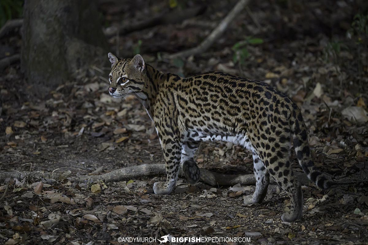Ocelot photography tour