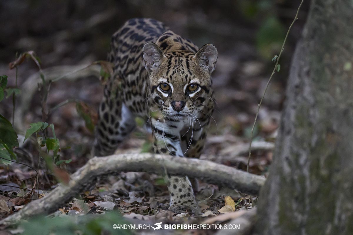 Ocelot photography tour in the Pantanal