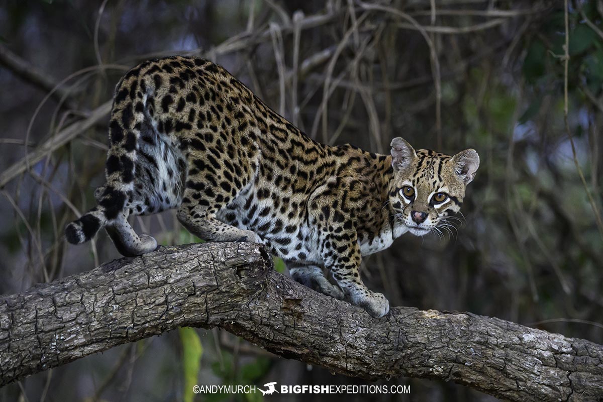 Ocelot photography tour in the Pantanal