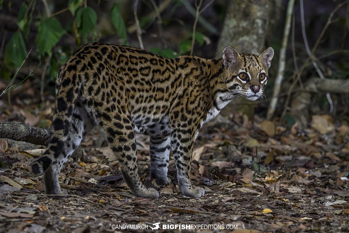 Ocelot tour in the Pantanal