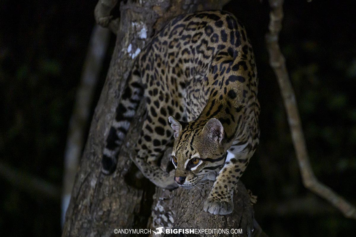 Ocelot in the Pantanal