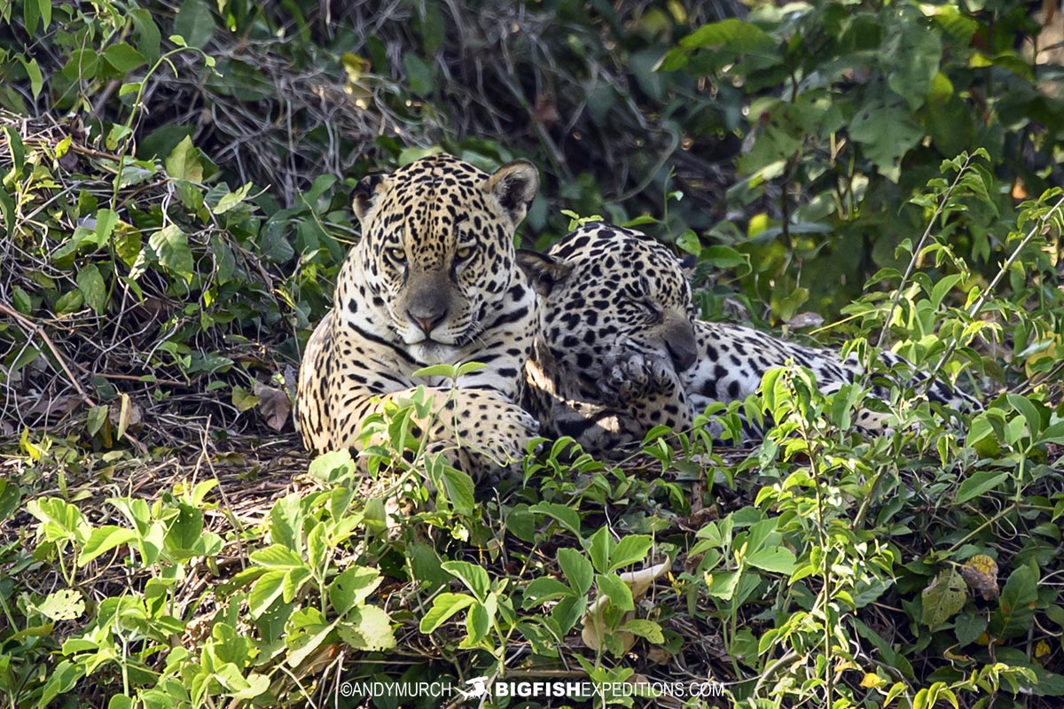 Jaguar Photography Tour in the Brazilian Pantanal.