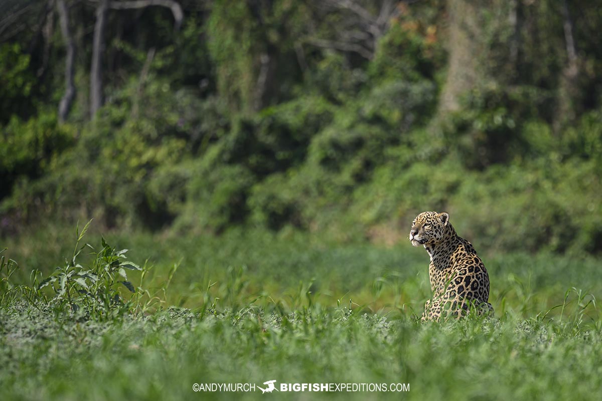 Jaguar Photography Tour in the Brazilian Pantanal.