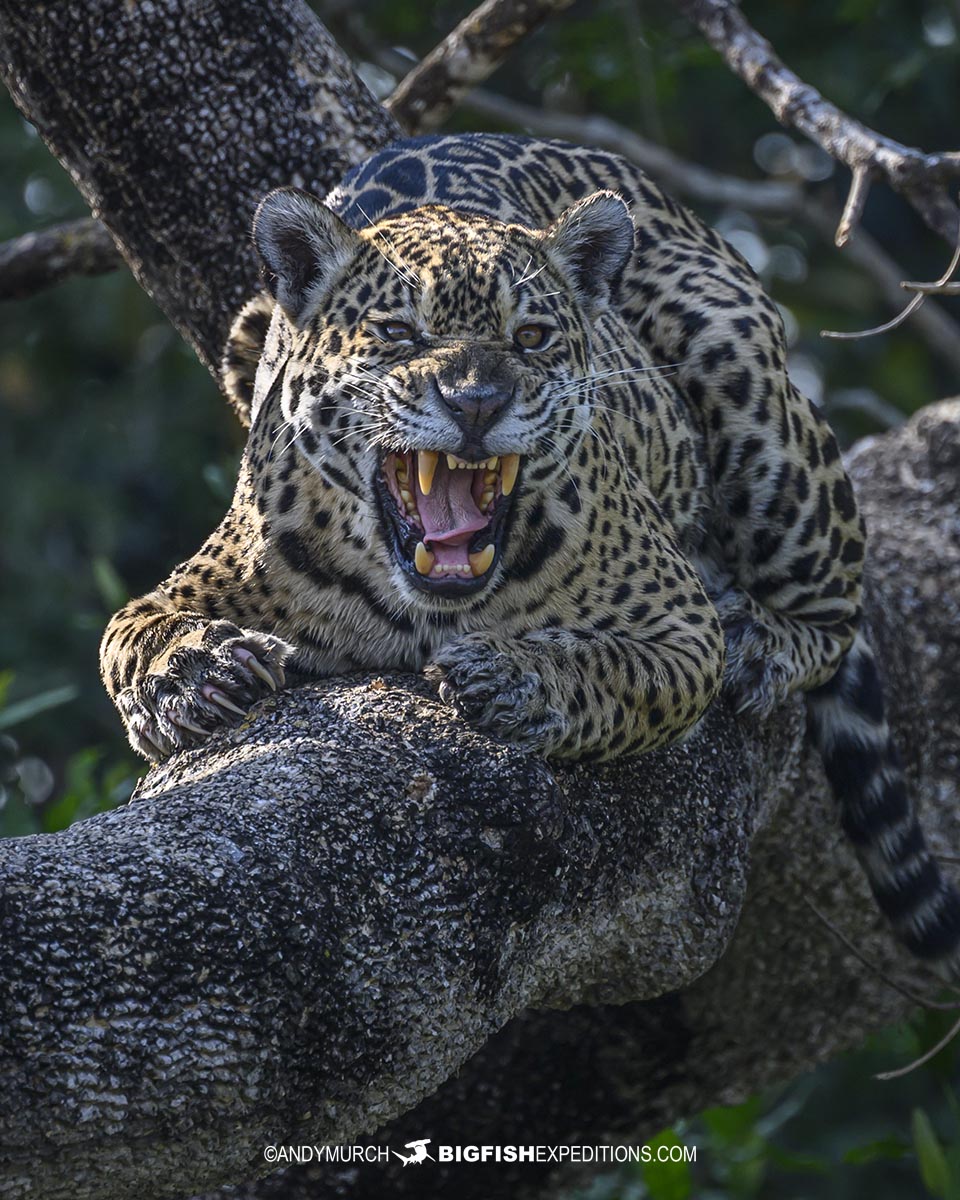 Snarling jaguar on our photography tour in the Pantanal.