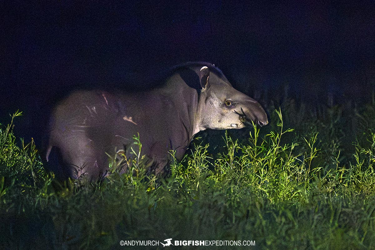 Tapir in the Pantanal on a jaguar photography tour.