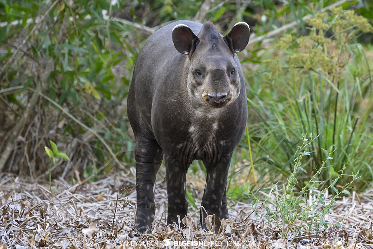 Tapir in the Pantanal on a jaguar photography tour.