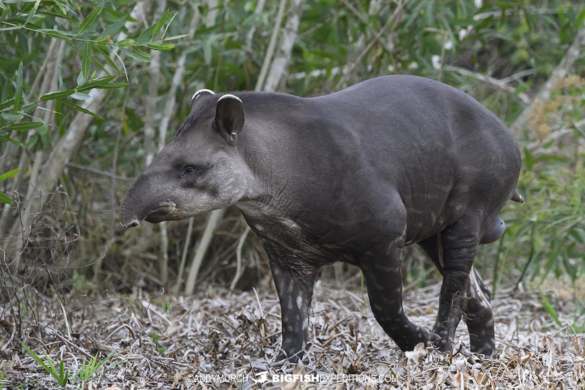 Tapir in the Pantanal on a jaguar photography tour.