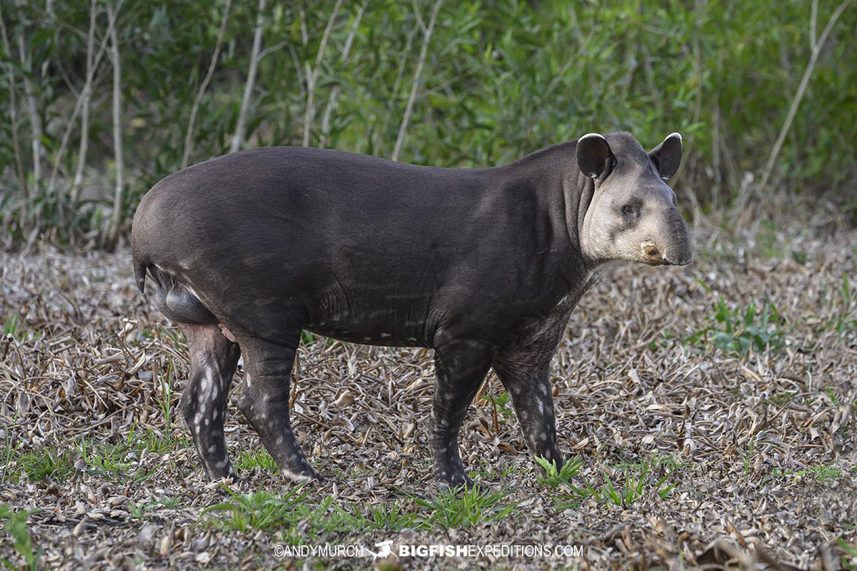 Tapir in the Pantanal on a jaguar photography tour.