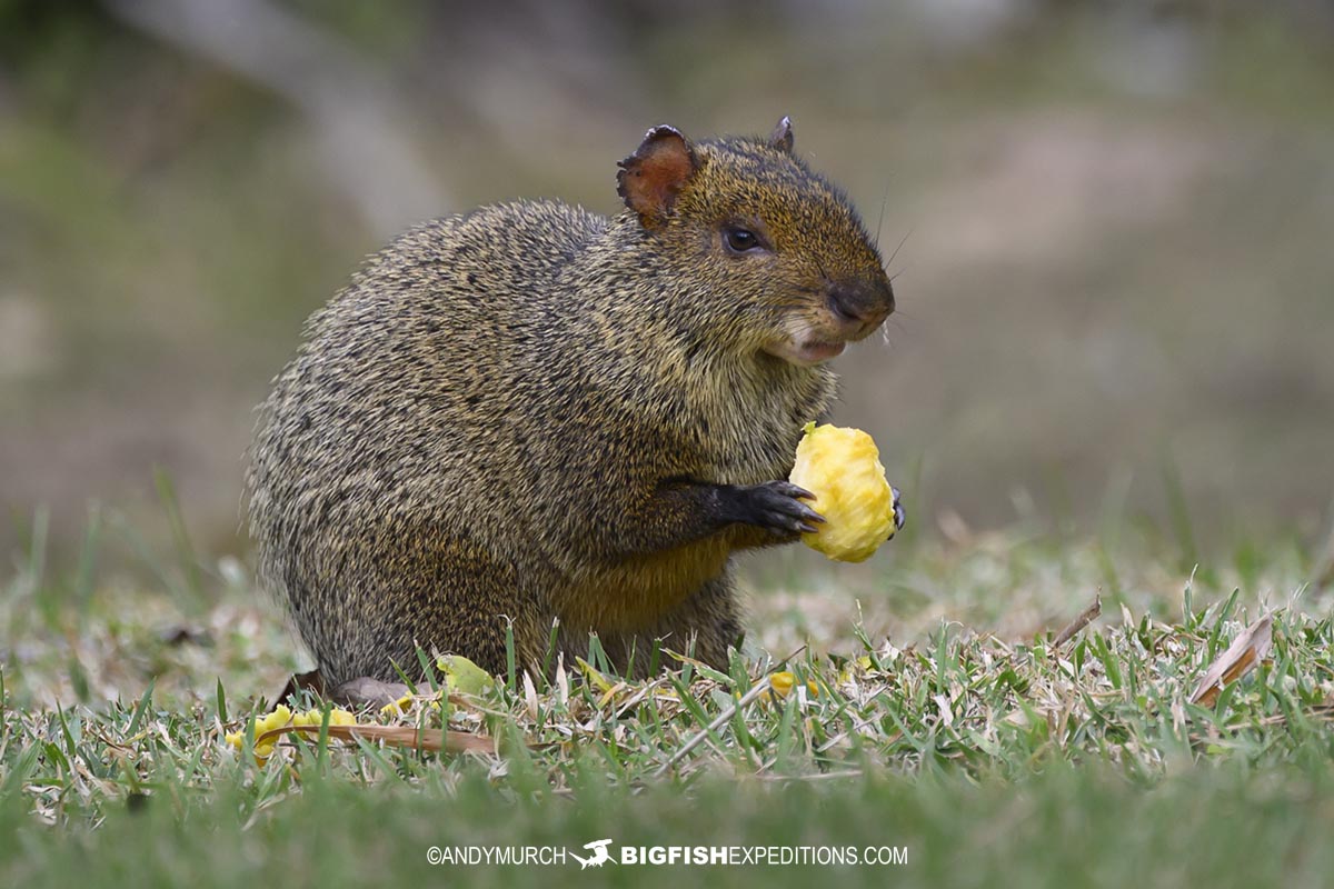 Agouti in the Pantanal