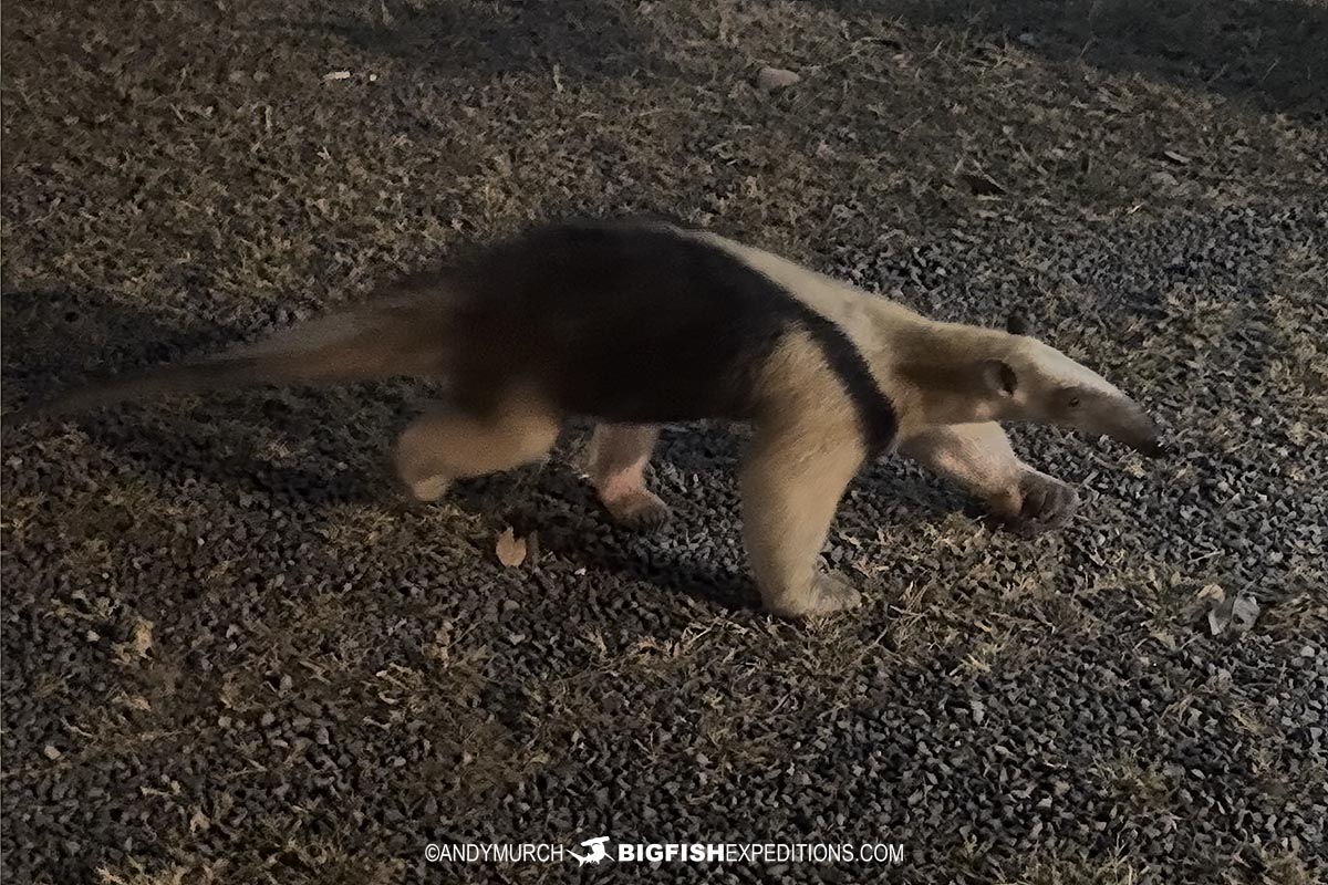 Anteater.