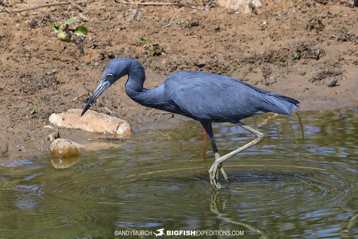 Birding in the Pantanal.