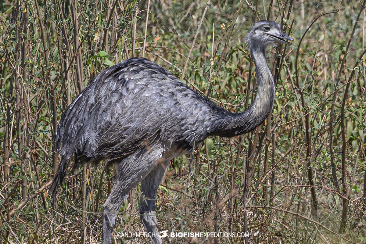 Birding in the Pantanal.