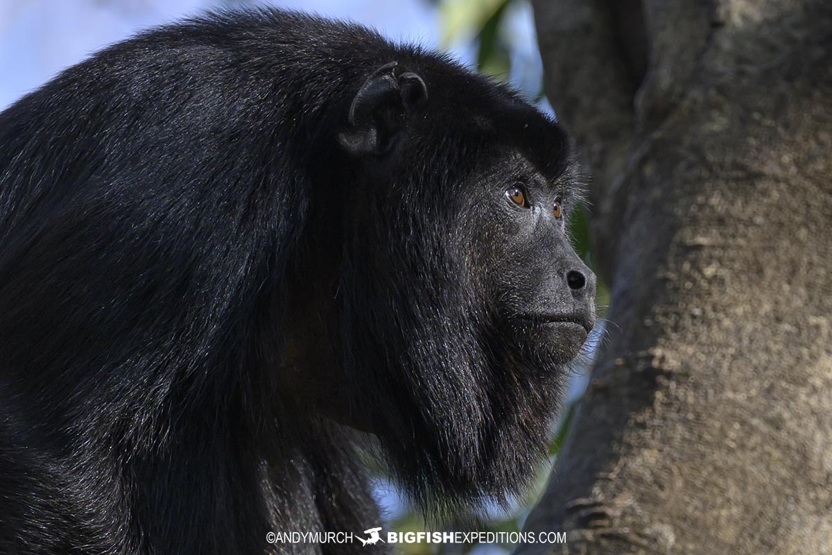 Black and Gold Howler Monkey in the Pantanal.