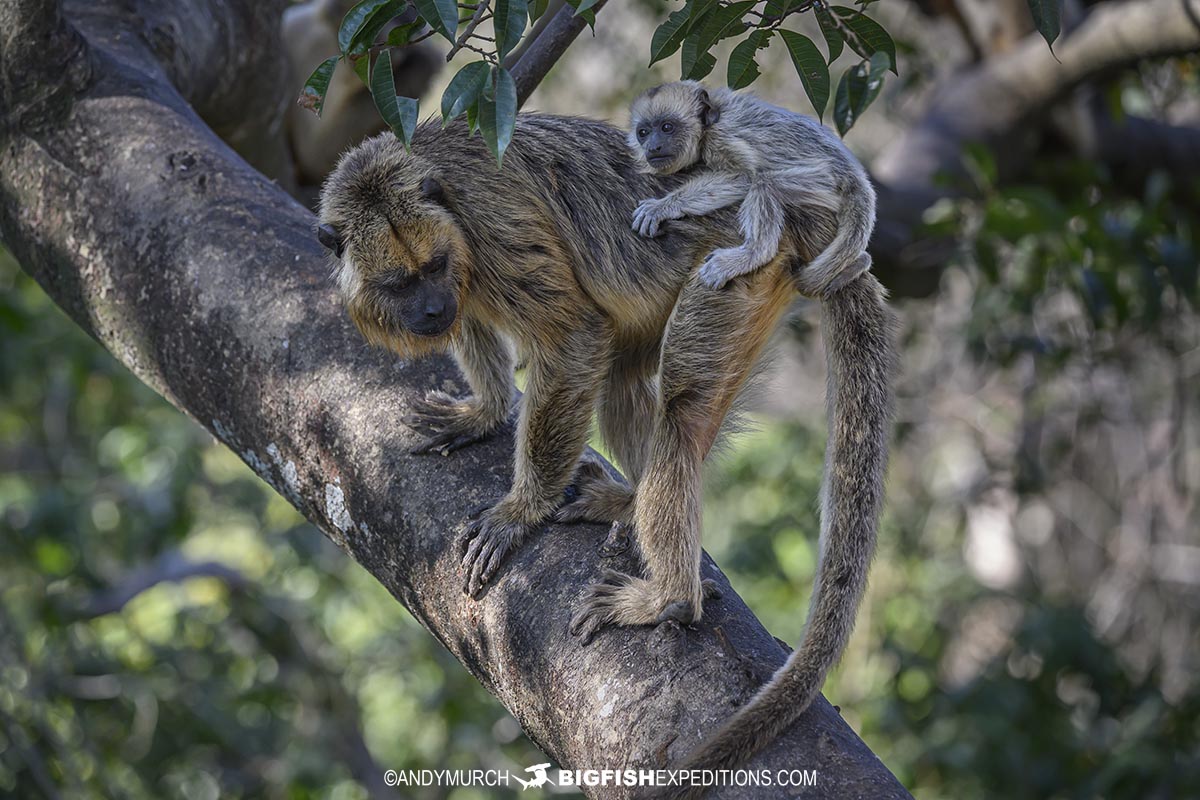 Black and Gold Howler Monkey with a tiny baby in the Pantanal.