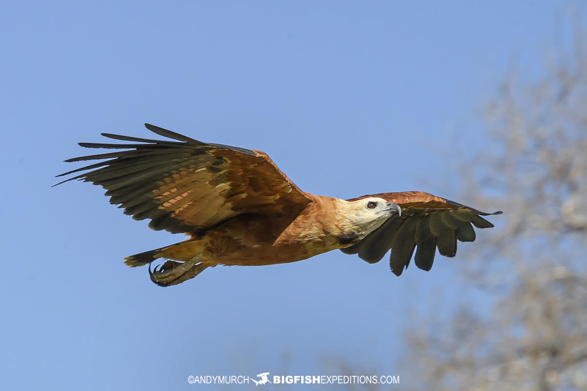 Black-collared Hawk