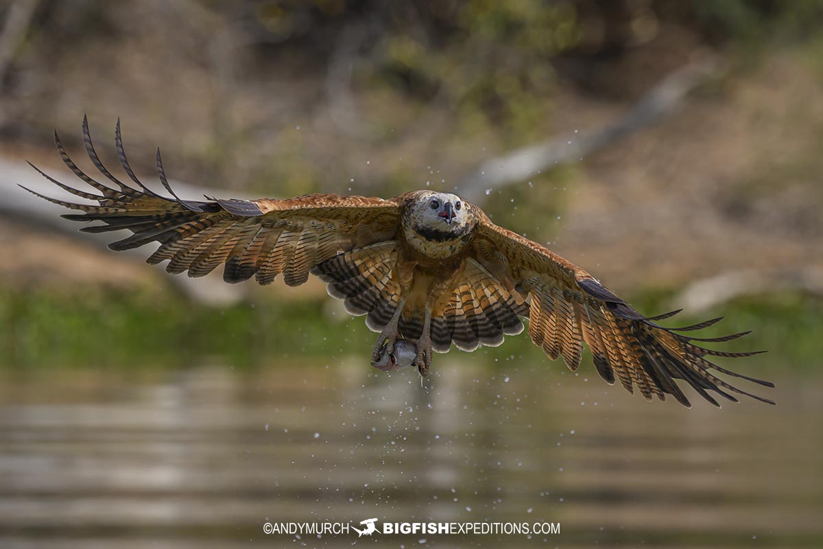 Black collared hawk catching piranhas.