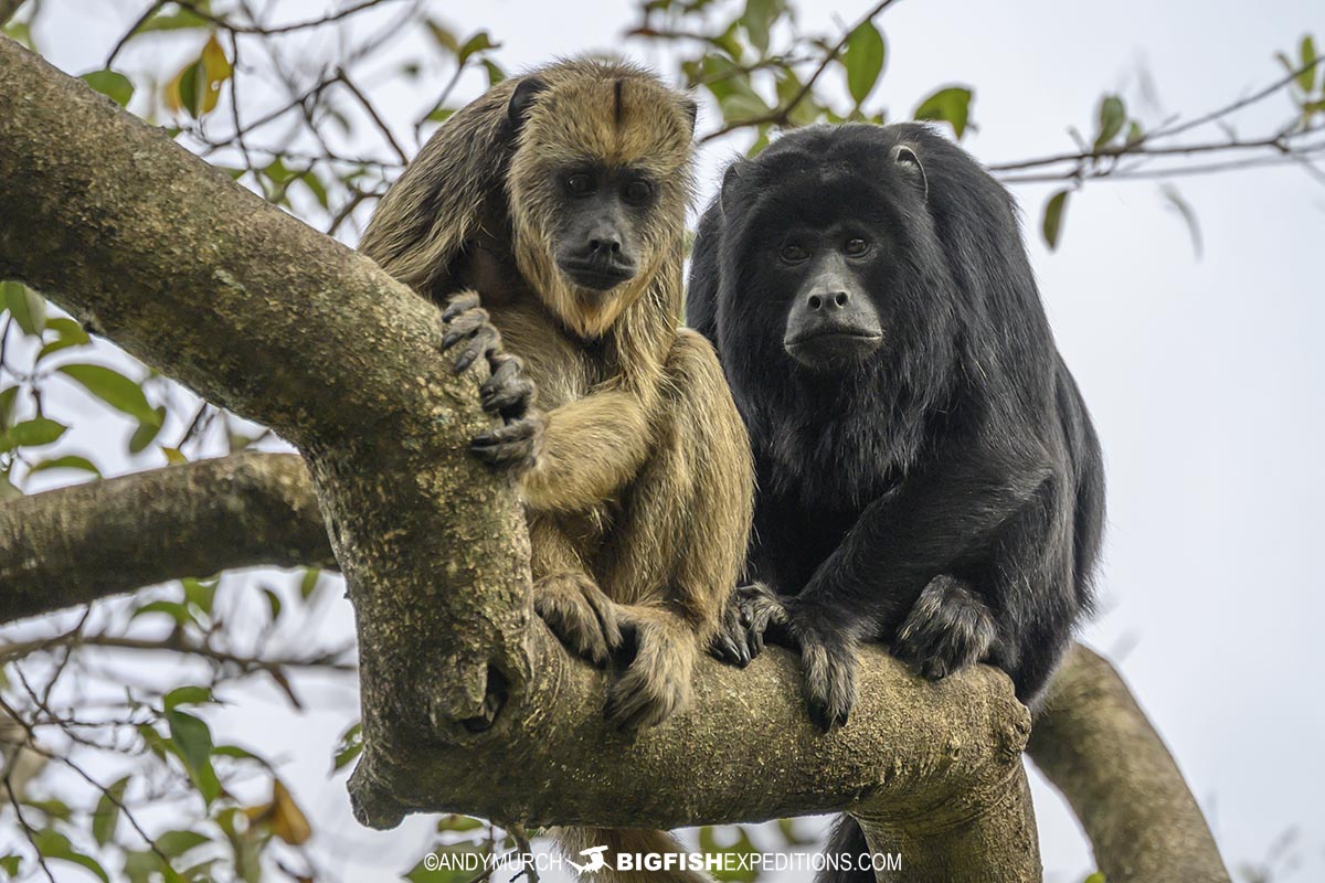 Black and Gold Howler Monkeys on our Jaguar Tour.