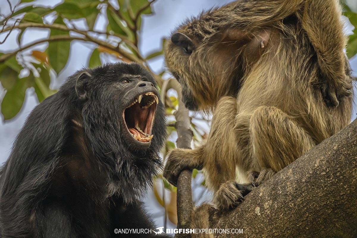Black and Gold Howler Monkeys on our Jaguar Tour.