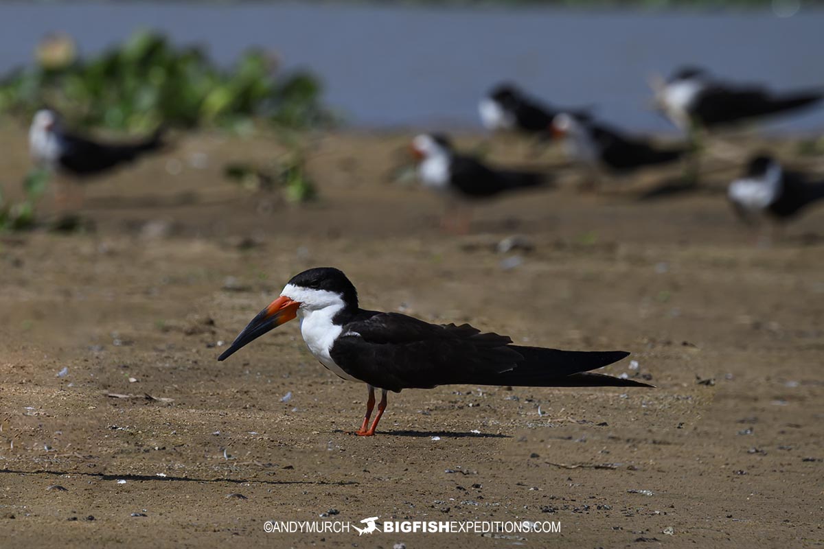 Black skimmers in the Pantanal.