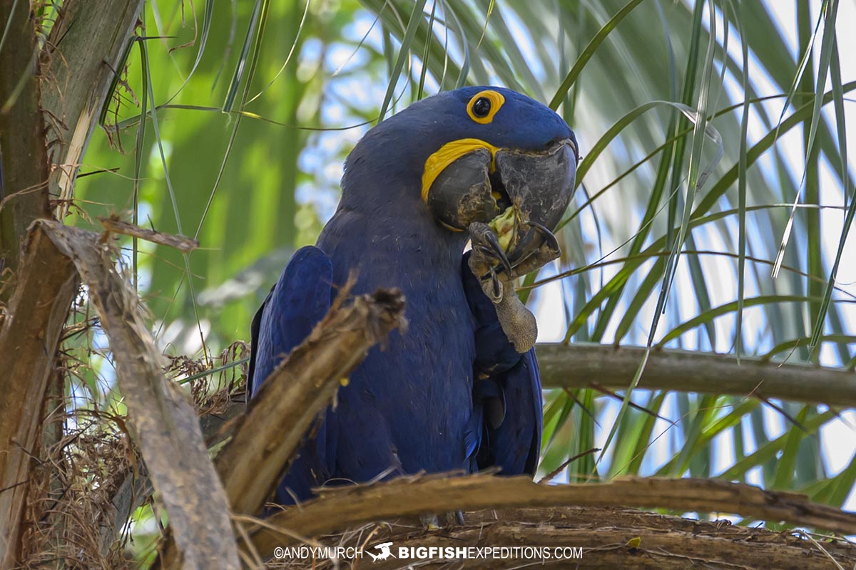 Blue Hyacinth Macaw