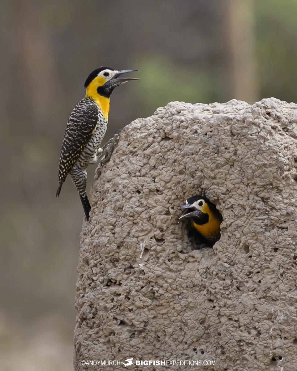 Campo Flickers in the Pantanal.