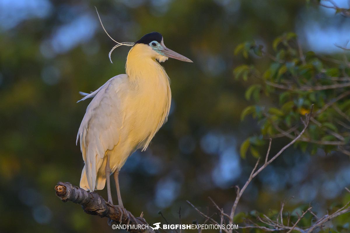 Capped Heron
