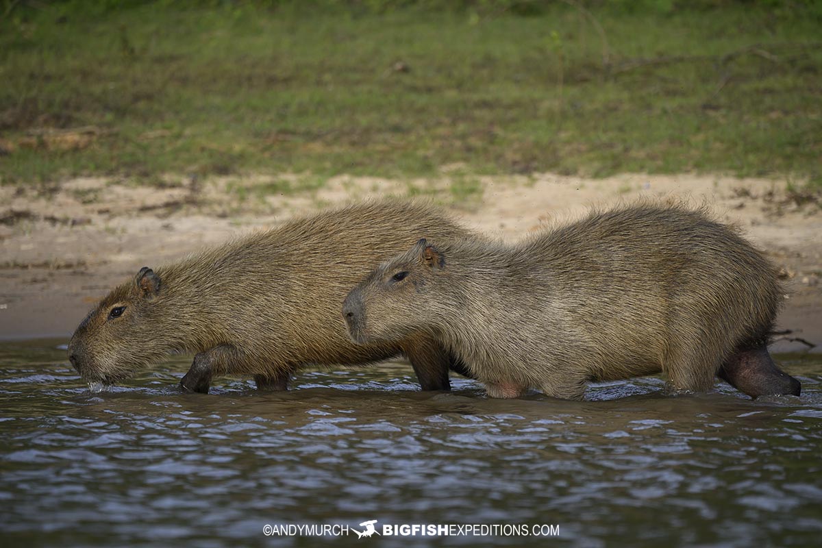 Capybaras in the Pantanal