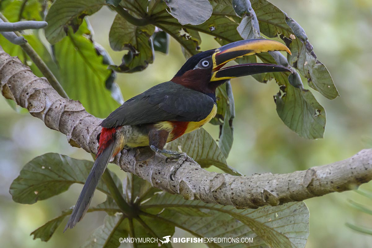 Chestnut-eared Aracari.