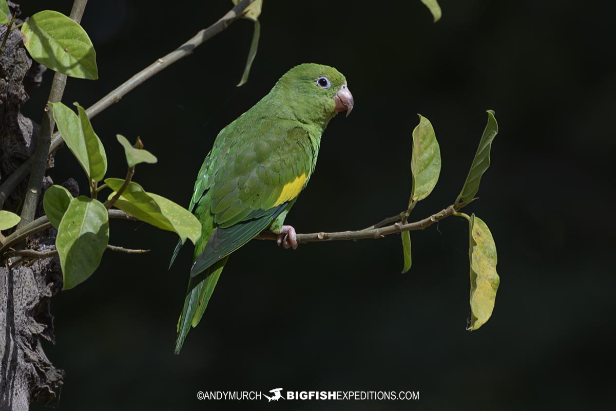 Chevron Parakeet