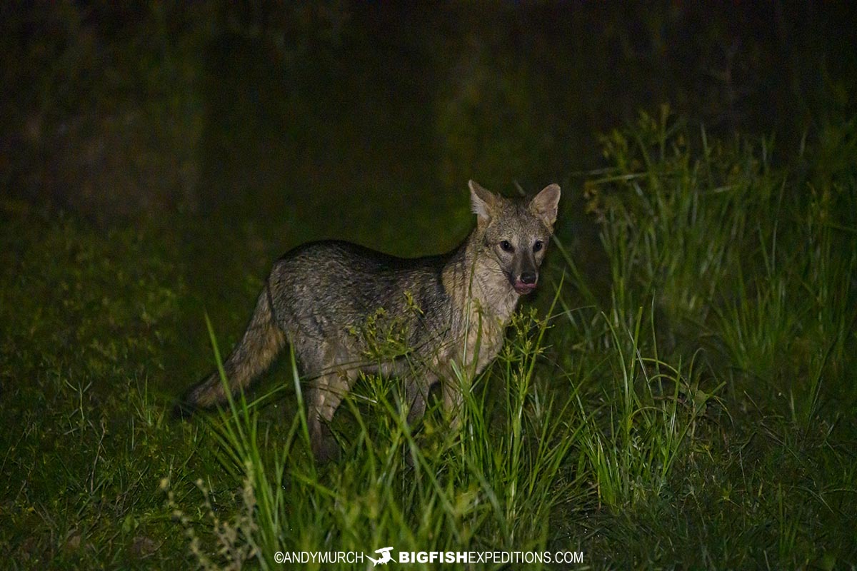 Crab eating fox at night on our Jaguar Tour in the Pantanal.