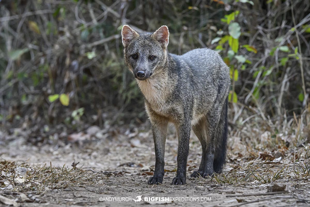 Crab eating Fox in the Pantanal.
