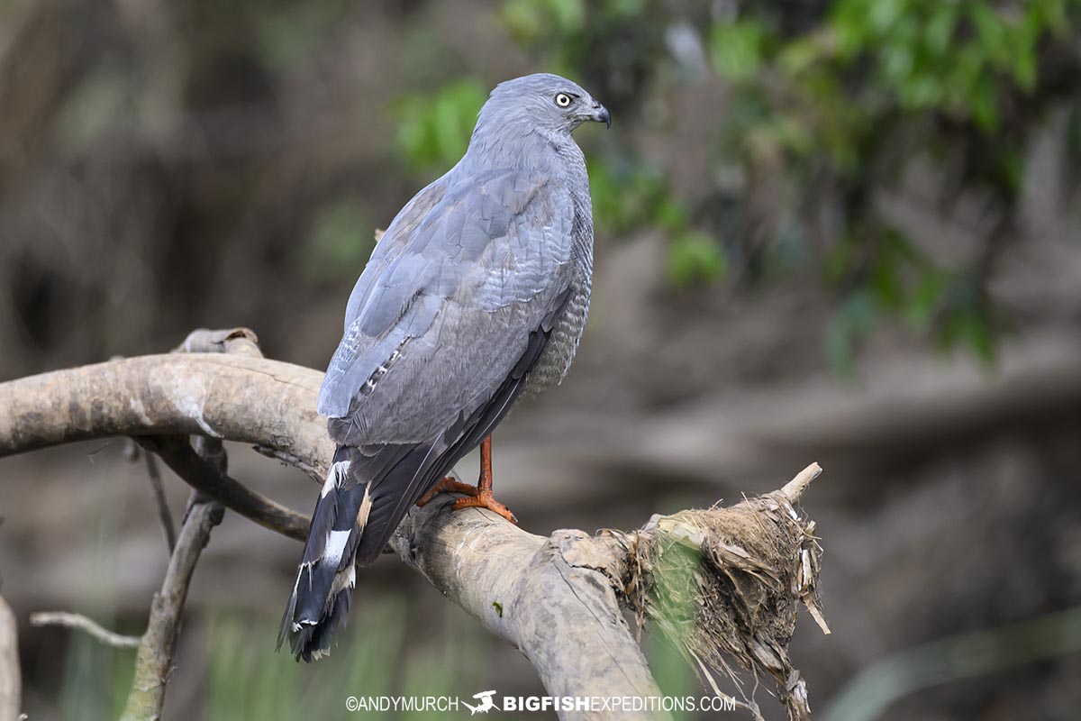 Crane Hawk