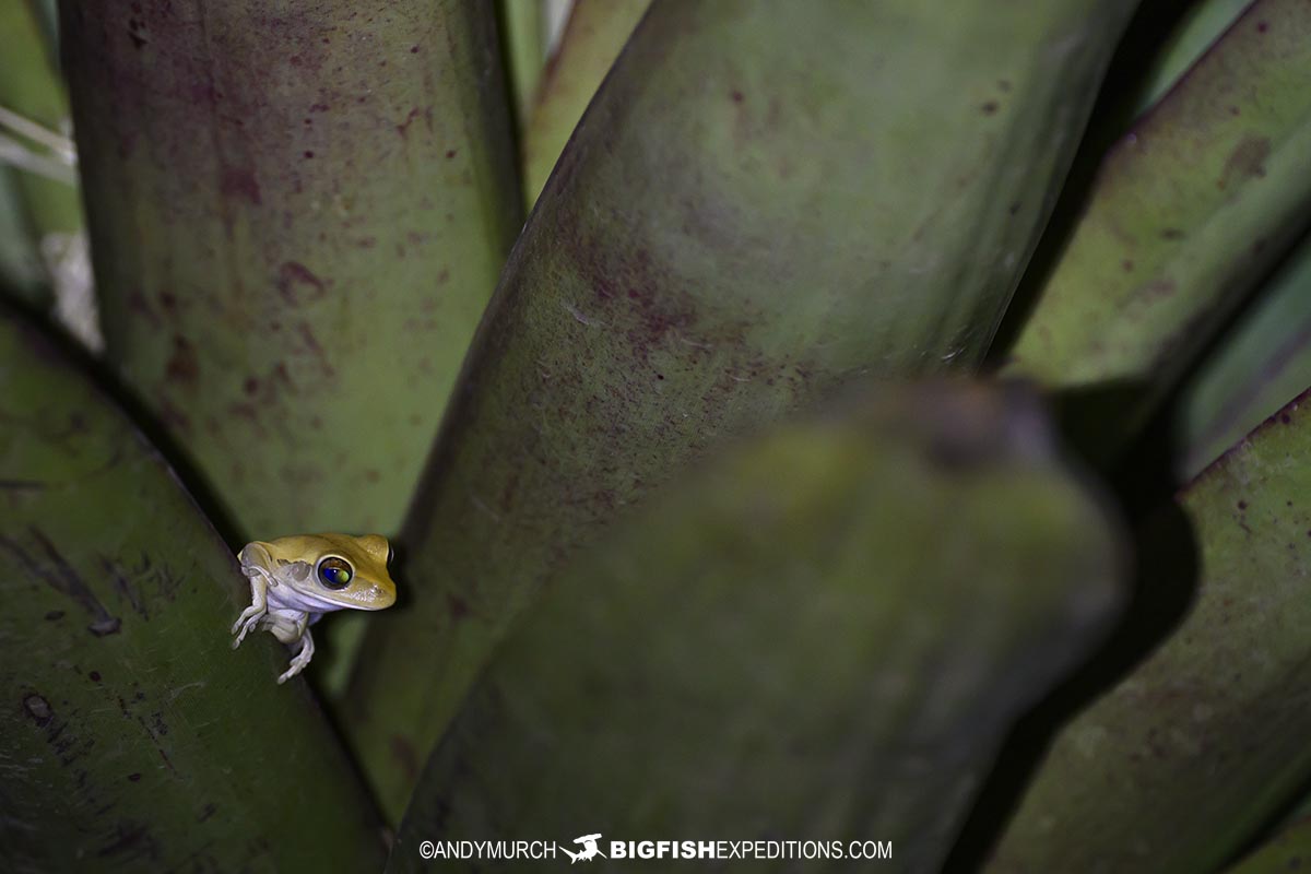 Tree frog in the Pantanal