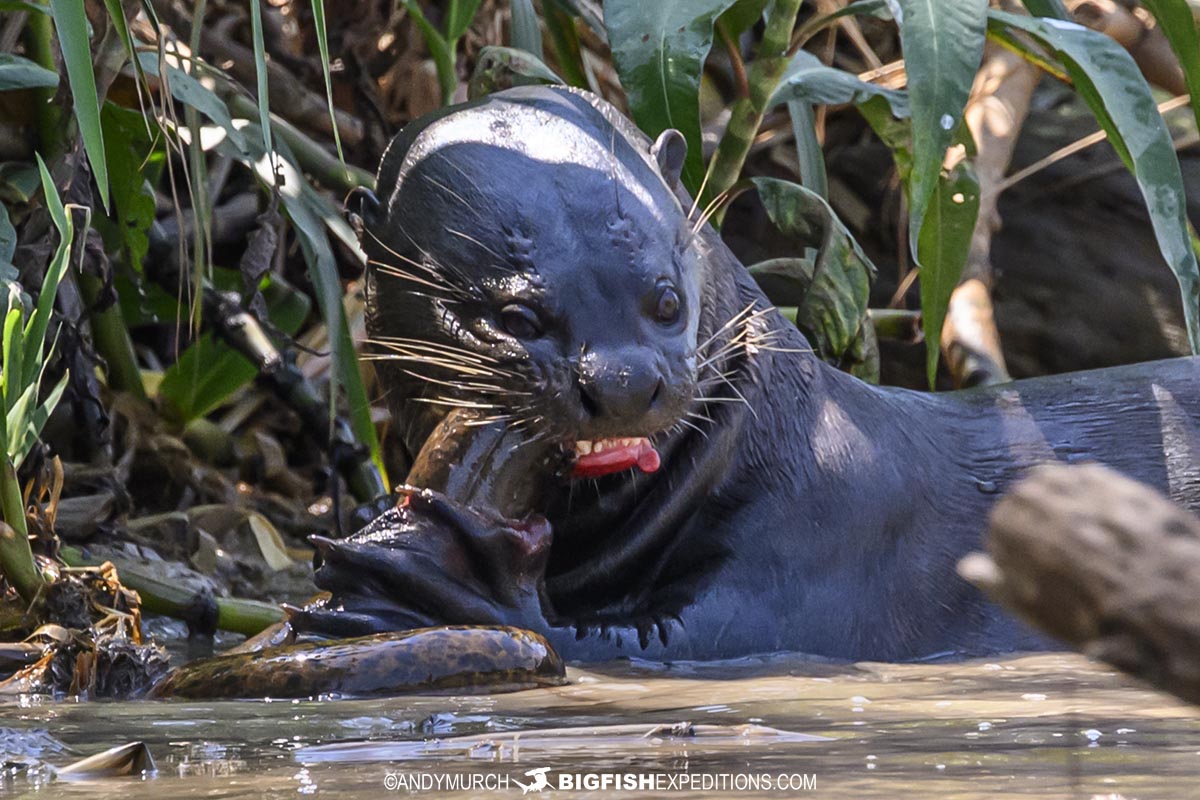 Giant Otter eating an eel.