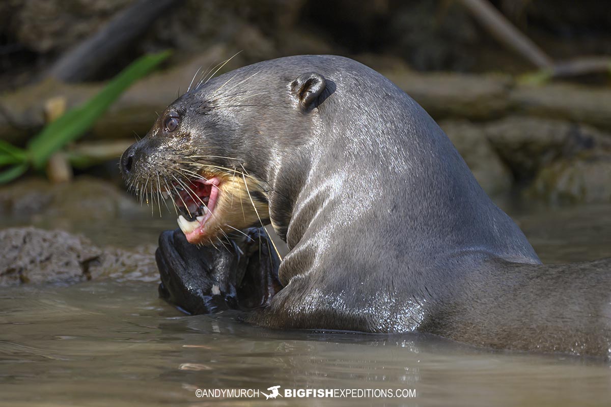 Giant River Otters hunting for fish in the Pantanal.