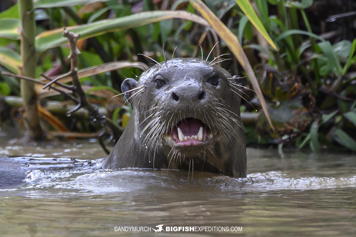Giant River Otters hunting for fish in the Pantanal.