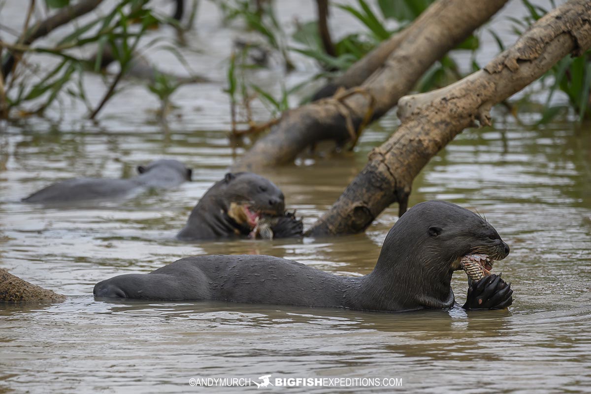 Giant River Otters hunting for fish in the Pantanal.